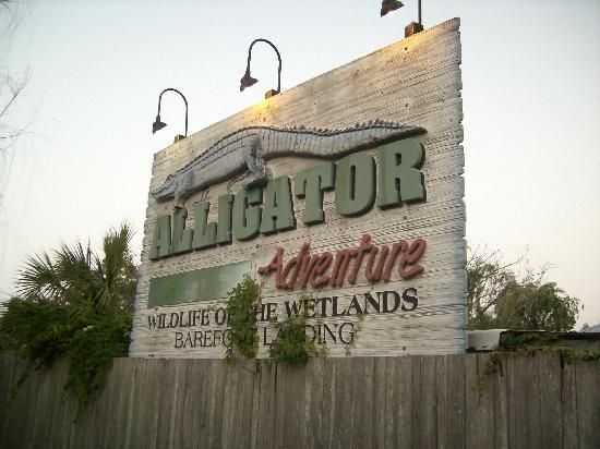 Things To Do Alligator Adventure