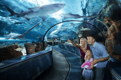Things To Do Ripley’s Aquarium